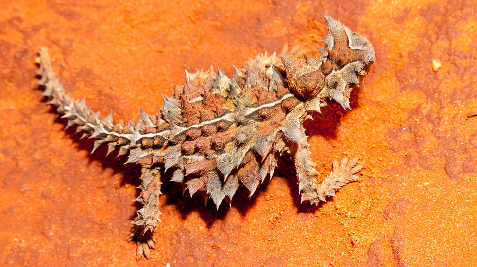 Best of Australia's Northern Territory: thorny devil